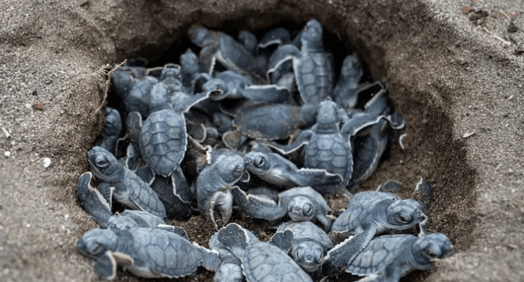 Medio ambiente: seis señales positivas que dejó 2025 en plena crisis&nbsp;climática